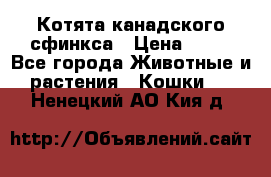 Котята канадского сфинкса › Цена ­ 15 - Все города Животные и растения » Кошки   . Ненецкий АО,Кия д.